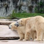 Zoo Karlsruhe: Ein unvergesslicher Besuch für die ganze Familie