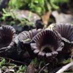 Schwarzer Pilz