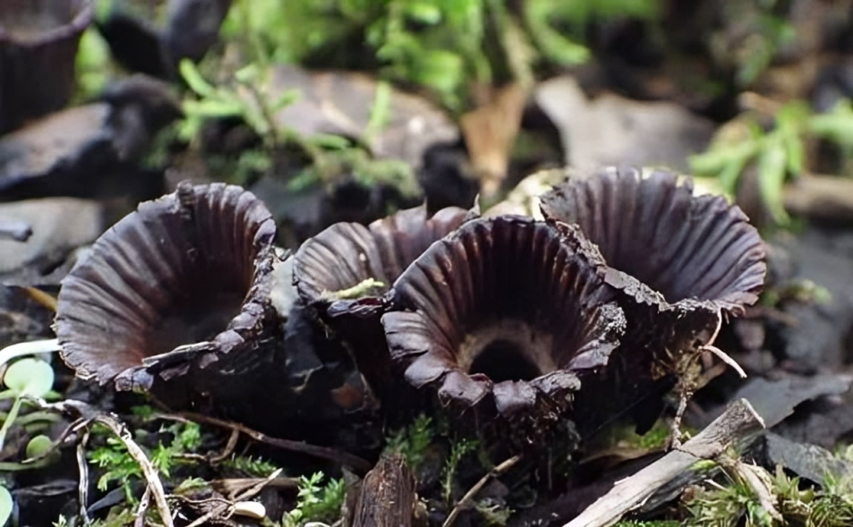 Schwarzer Pilz